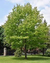 Attēlu rezultāti vaicājumam “Quercus rubra”