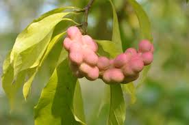 Attēlu rezultāti vaicājumam “Magnolia kobus fruit”