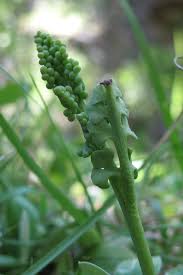 Attēlu rezultāti vaicājumam “Botrychium lunaria”