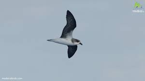 Image result for Pterodroma feae