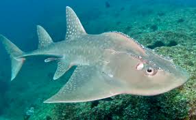 Image result for Rhynchobatus australiae