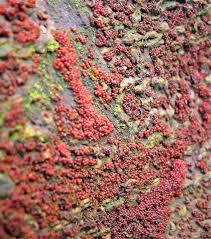 Attēlu rezultāti vaicājumam “Neonectria coccinea”