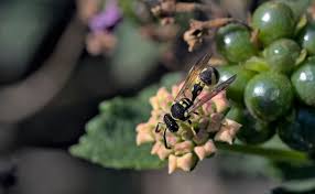 Attēlu rezultāti vaicājumam “Eumenes sp.”