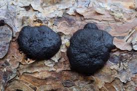 Attēlu rezultāti vaicājumam “Amaurochaete atra”