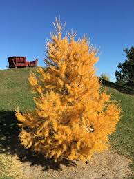 Attēlu rezultāti vaicājumam “Larix kaempferi fruit”