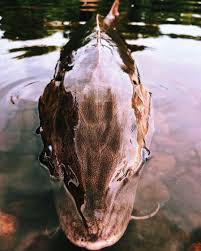 Image result for Moxostoma macrolepidotum