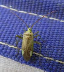 Attēlu rezultāti vaicājumam “Adelphocoris quadripunctatus”
