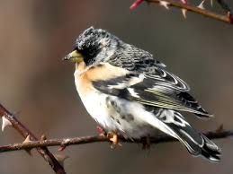 Attēlu rezultāti vaicājumam “Fringilla montifringilla male”