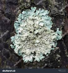 Attēlu rezultāti vaicājumam “Flavoparmelia caperata”