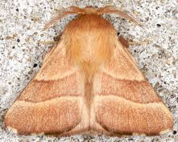 Attēlu rezultāti vaicājumam “Malacosoma neustria”