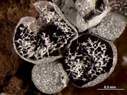 Attēlu rezultāti vaicājumam “Badhamia foliicola”