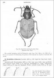 Attēlu rezultāti vaicājumam “Bembidion sp.”