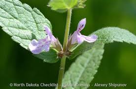 Attēlu rezultāti vaicājumam “Stachys palustris leaf”