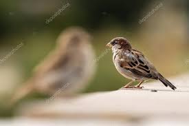 Attēlu rezultāti vaicājumam “Passer domesticus male”
