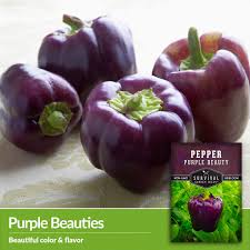 Afbeeldingsresultaat voor purple beauty sweet pepper
