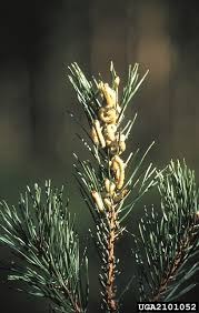 Attēlu rezultāti vaicājumam “Diprion pini”