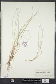 Attēlu rezultāti vaicājumam “Carex pauciflora”