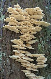 Attēlu rezultāti vaicājumam “Climacocystis borealis”