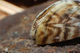 Attēlu rezultāti vaicājumam “Dreissena polymorpha”