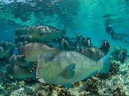 Image result for Dive Barracuda