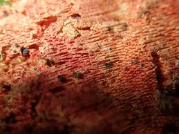 Attēlu rezultāti vaicājumam “Hyphodiscus hymeniophilus”