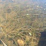 Attēlu rezultāti vaicājumam “Stuckenia pectinata leaf”