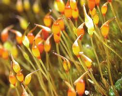 Attēlu rezultāti vaicājumam “Hymenostylium recurvirostrum macro”