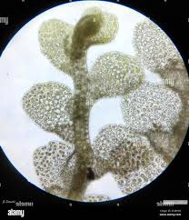 Attēlu rezultāti vaicājumam “Lejeunea cavifolia”