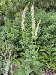 Attēlu rezultāti vaicājumam “Verbascum nigrum leaf”