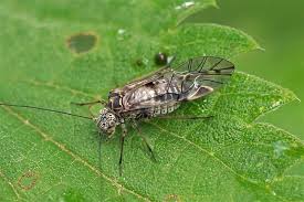 Attēlu rezultāti vaicājumam “Psococerastis gibbosa”