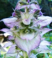 Image result for Salvia sclarea