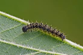 Attēlu rezultāti vaicājumam “Nematus salicis”