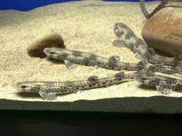Image result for Scyliorhinus stellaris