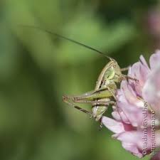 Attēlu rezultāti vaicājumam “Metrioptera roeselii”