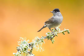Attēlu rezultāti vaicājumam “Sylvia atricapilla”