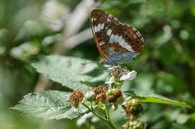 Attēlu rezultāti vaicājumam “Limenitis camilla underside”