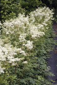 Attēlu rezultāti vaicājumam “Filipendula ulmaria  flower”