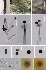 Attēlu rezultāti vaicājumam “Stemonitopsis aequalis var. microspora macro”