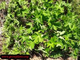 Attēlu rezultāti vaicājumam “Geranium sylvaticum bud”