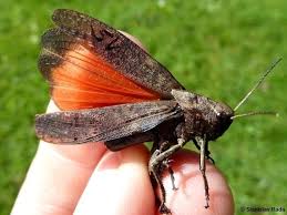 Attēlu rezultāti vaicājumam “Psophus stridulus”