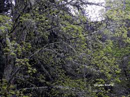 Attēlu rezultāti vaicājumam “Evernia divaricata”