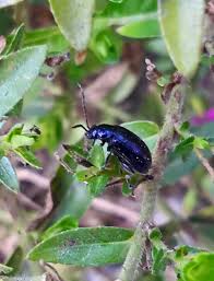 Attēlu rezultāti vaicājumam “Alticinae”