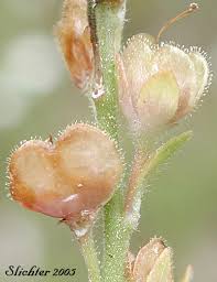 Attēlu rezultāti vaicājumam “Veronica serpyllifolia bud”