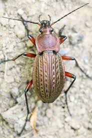 Attēlu rezultāti vaicājumam “Carabus cancellatus”