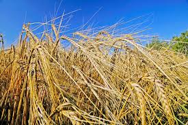 Attēlu rezultāti vaicājumam “Hordeum vulgare”