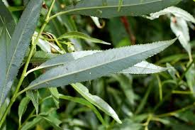 Attēlu rezultāti vaicājumam “Salix triandra”