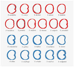 Attēlu rezultāti vaicājumam “Silene wolgensis”