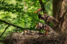 Attēlu rezultāti vaicājumam “Dryocopus martius nest”