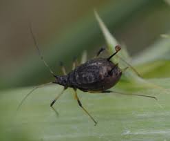 Attēlu rezultāti vaicājumam “Uroleucon cirsii”