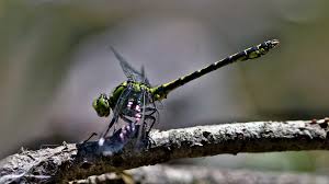 Attēlu rezultāti vaicājumam “Ophiogomphus cecilia”